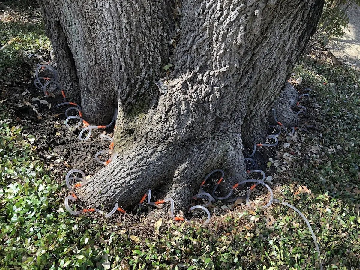 Detailed Tree Cabling and Bracing job site in Yates City